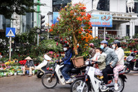 Hoa đào tươi thắm mang Xuân về phố phường Hà Nội bất chấp Covid-19