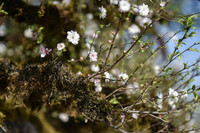 Ngắm đào Nhật Tân đẹp như tranh, đào thất thốn hơn 200 triệu bán ở vỉa hè Hà Nội