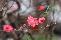 Hoa đào tươi thắm mang Xuân về phố phường Hà Nội bất chấp Covid-19