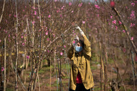 Ngắm đào Nhật Tân đẹp như tranh, đào thất thốn hơn 200 triệu bán ở vỉa hè Hà Nội