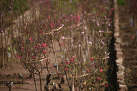 Ngắm đào Nhật Tân đẹp như tranh, đào thất thốn hơn 200 triệu bán ở vỉa hè Hà Nội