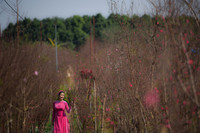 Ngắm đào Nhật Tân đẹp như tranh, đào thất thốn hơn 200 triệu bán ở vỉa hè Hà Nội