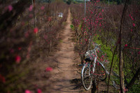 Ngắm đào Nhật Tân đẹp như tranh, đào thất thốn hơn 200 triệu bán ở vỉa hè Hà Nội