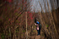 Ngắm đào Nhật Tân đẹp như tranh, đào thất thốn hơn 200 triệu bán ở vỉa hè Hà Nội