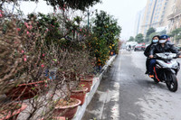 Hoa đào tươi thắm mang Xuân về phố phường Hà Nội bất chấp Covid-19