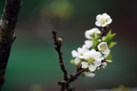 Ngắm hoa rừng tiền triệu mang tết sớm xuống phố Hà Nội