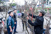 Ngắm hoa rừng tiền triệu mang tết sớm xuống phố Hà Nội