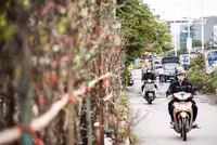 Ngắm hoa rừng tiền triệu mang tết sớm xuống phố Hà Nội