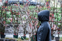 Ngắm hoa rừng tiền triệu mang tết sớm xuống phố Hà Nội