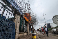 Ngắm hoa rừng tiền triệu mang tết sớm xuống phố Hà Nội