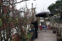 Ngắm hoa rừng tiền triệu mang tết sớm xuống phố Hà Nội