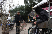 Ngắm hoa rừng tiền triệu mang tết sớm xuống phố Hà Nội