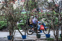 Ngắm hoa rừng tiền triệu mang tết sớm xuống phố Hà Nội