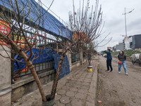 Ngắm hoa rừng tiền triệu mang tết sớm xuống phố Hà Nội