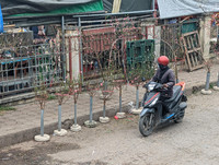 Ngắm hoa rừng tiền triệu mang tết sớm xuống phố Hà Nội