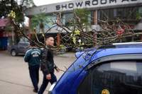 Ngắm hoa rừng tiền triệu mang tết sớm xuống phố Hà Nội