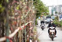 Ngắm hoa rừng tiền triệu mang tết sớm xuống phố Hà Nội