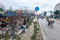 Ngắm hoa rừng tiền triệu mang tết sớm xuống phố Hà Nội