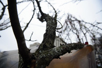 Ngắm hoa rừng tiền triệu mang tết sớm xuống phố Hà Nội