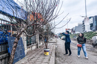 Ngắm hoa rừng tiền triệu mang tết sớm xuống phố Hà Nội