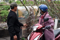 Ngắm hoa rừng tiền triệu mang tết sớm xuống phố Hà Nội