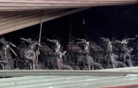 Hiện trường cửa hàng xe máy bị thiêu rụi lúc rạng sáng