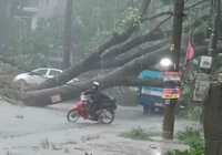 Hà Nội: Cơn mưa giông lớn quật đổ cây xanh, cuốn phăng nhiều mái tôn