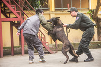 Tận mắt xem hoạt động của đơn vị chiến đấu đặc biệt Trung đoàn CSCĐ CATP Hà Nội 