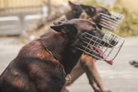 Tận mắt xem hoạt động của đơn vị chiến đấu đặc biệt Trung đoàn CSCĐ CATP Hà Nội 