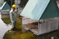 Tận mắt ngắm đàn thiên nga đẻ trứng ở hồ Thiền Quang
