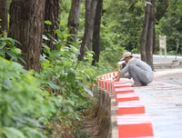 Cây bồ đề linh thiêng ở Nghĩa trang Trường Sơn