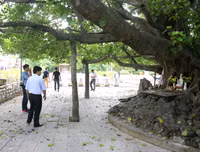 Cây bồ đề linh thiêng ở Nghĩa trang Trường Sơn