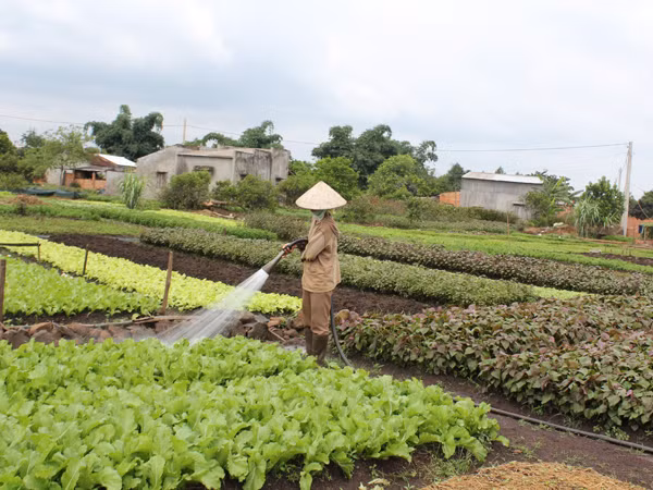 “Thả rông” tem nhận diện rau an toàn ảnh 1
