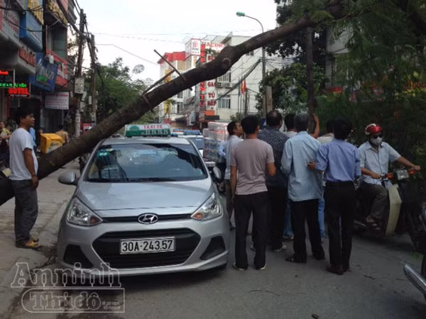 Cây đổ đè trúng taxi, lái xe chạy “mất dép" ảnh 4