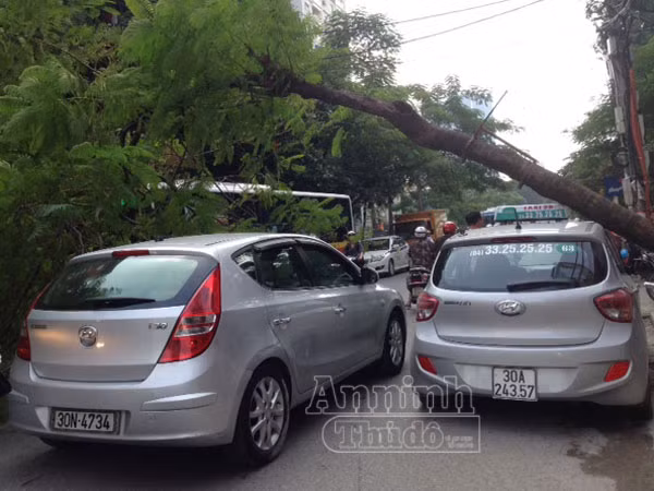 Cây đổ đè trúng taxi, lái xe chạy “mất dép" ảnh 3