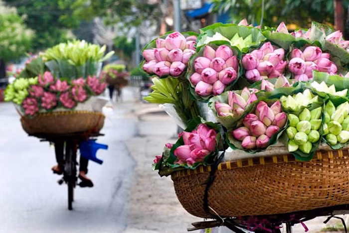 Trăm cánh sen hồng