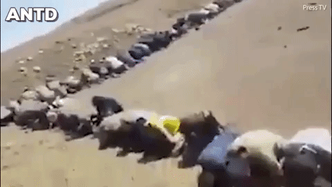 Nổi lên như một thế lực bạo tàn giao rắc nỗi kinh hoàng nơi những vùng đất chúng tràn qua. Với sự tàn ác đã giúp bước tiến của khủng bố IS mạnh mẽ như vũ bão trong thời gian đầu tiên, ngay cả quân đội Syria lẫn Iraq đều bị chúng đánh bại.