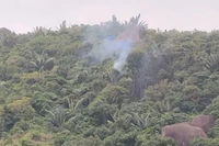 Đắk Lắk: Máy bay quân sự rơi trên núi, phi công nhảy dù an toàn