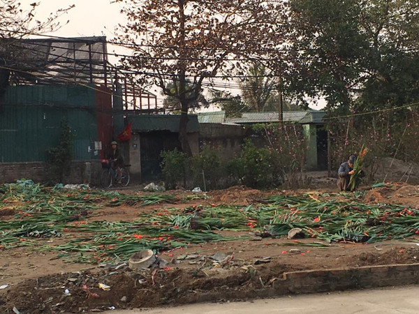 Cả nước hân hoan đón mừng năm mới Bính Thân 2016 ảnh 105