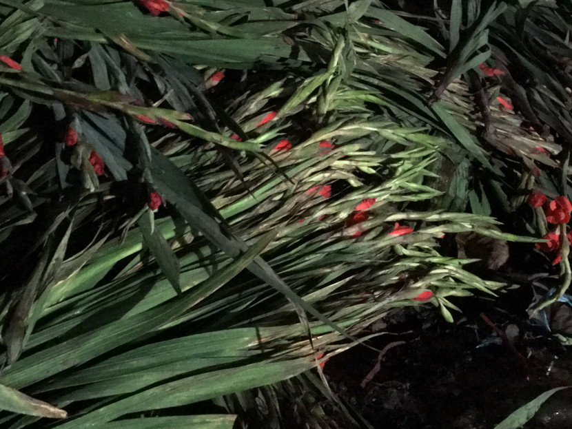 Cả nước hân hoan đón mừng năm mới Bính Thân 2016 ảnh 108