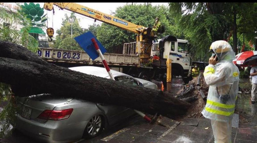 Cây me đè bẹp chiếc xe ô tô Ảnh: CD