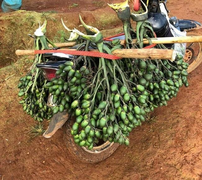 Giá cau tăng cao khiến "cau tặc" lộng hành Giá cau tăng cao khiến "cau tặc" lộng hành