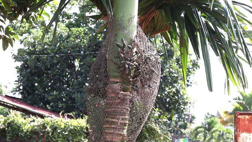 Nhiều gia đình phải dùng lưới sắt bảo vệ cau Nhiều gia đình phải dùng lưới sắt bảo vệ cau