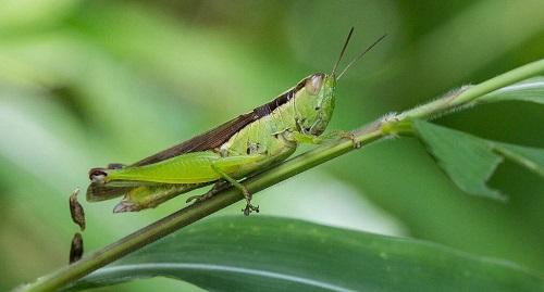 Bệnh nhân N.B.K đã sốc phản vệ sau khi ăn cào cào