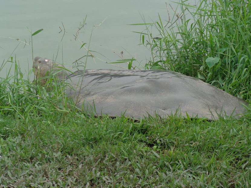 Bắt được con Cua Đinh khổng lồ ngay tại Hà Nội ảnh 11