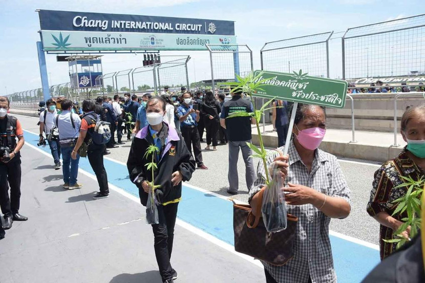 Người dân cầm theo cây giống cần sa tại hội chợ ở quận Muang, tỉnh Buri Ram, Thái Lan, cuối tuần qua. Ảnh: Bangkok Post. Người dân cầm theo cây giống cần sa tại hội chợ ở quận Muang, tỉnh Buri Ram, Thái Lan, cuối tuần qua. Ảnh: Bangkok Post.