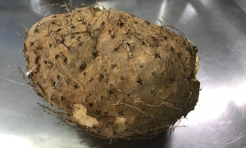 Ăn củ nần, 4 người trong gia đình suýt tử vong ảnh 1