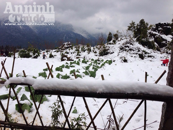 Sa Pa: Tuyết dày 50cm, nhiều vụ tai nạn giao thông do trơn trượt ảnh 12 Sa Pa: Tuyết dày 50cm, nhiều vụ tai nạn giao thông do trơn trượt ảnh 12