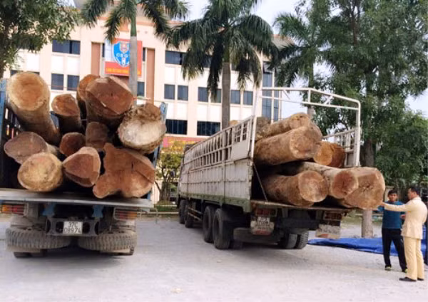 Chặn 2 xe tải chở hàng chục tấn gỗ Táu không rõ nguồn gốc ảnh 1