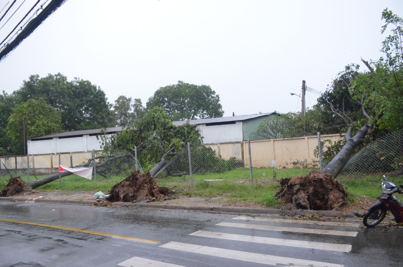 Quận Thủ Đức tan hoang sau mưa lớn do ảnh hưởng bão số 14 ảnh 5